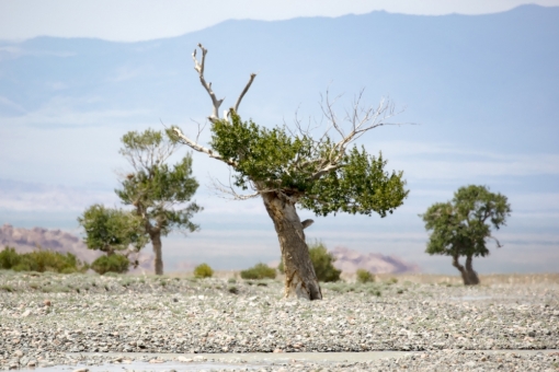 Пустыня Гоби, сухое русло - тополь разнолистный